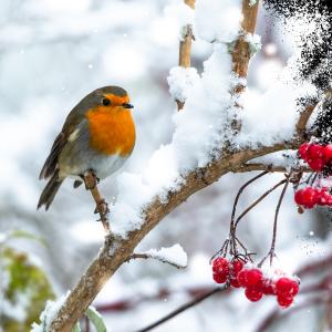 Robin on snowy branch with berries, fading to black towards the right of the image