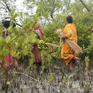 The traditional honey collectors of the Sundarbans are known as ‘moulis’. Here they demonstrate searching through the dense mangrove in search of bee hives whilst chanting to the goddess of the Sundarbans, Ma Bonbibi, to keep them safe. They then use hay and foliage to light a fire and perform a puja, before using the smoke to calm the bees.  Bhubaneswari village at Kultali in Sundarbans, West Bengal, India.