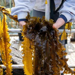 Seaweed is pulled from the water at Câr-Y-Môr seaweed farm in St Davids, Pembrokeshire, Wales.
