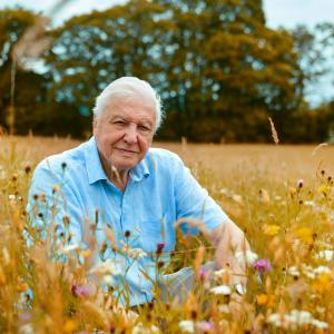 Sir David Attenborough sat in a wildflower meadow