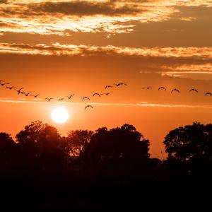 Birds fly at sunrise in the Okavango Delta, Botswana.