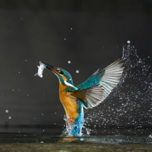 Kingfisher (Alcedo atthis) flying up out of water carrying fish