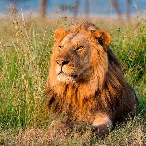 Lion lying down
