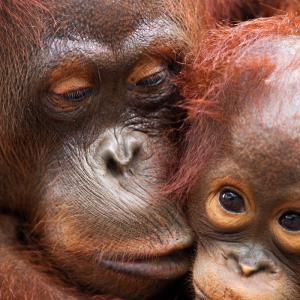 Bornean Orangutan female 'Lady Di' with her son 'La Betty' aged 3 years (Pongo pygmaeus wurmbii). Camp Rasak, Lamandau Nature Reserve, Central Kalimantan, Borneo, Indonesia.