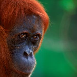 Sumatran Orang utan (Pongo abelii) female known as 'Edita', Gunung Leuser NP, Sumatra, Indonesia