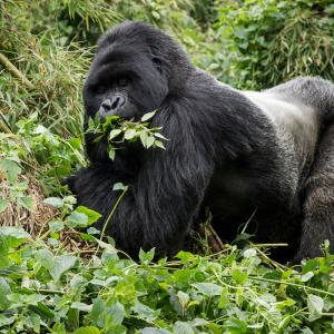 Silverback mountain gorilla in Virunga National Park, Rwanda