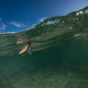 A hawksbill turtle (Eretmochelys imbricata) hatchling takes a breath at the water surface after hatching minutes earlier on Yadua Taba Island, west of Vanua Levu, Fiji.