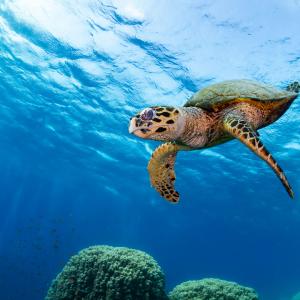 Hawksbill turtle
