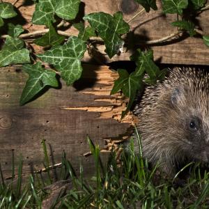 European hedgehog using hole in garden fence to move between gardens, Norfolk, England, UK