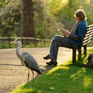 Grey heron beside women reading book on bench in Regent's park London, England