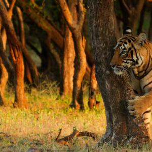 Tiger among the trees Ranthambore National Park, India
