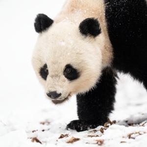 Wild Giant Panda (Ailuropoda melanoleuca), female, in Giant Panda National Park, Sichuan, China