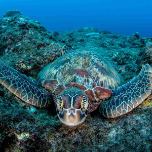 Green turtle swimming close to rocks