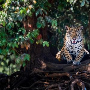 Jaguar in the Mato Grosso, Pantanal, Brazil lying on tree roots, portrait