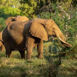 Elephants in Tsavo, Kenya