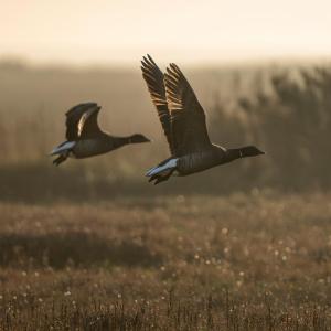 Brent geese taking to flight. Stiffkey Marsh. Stiffkey, North Norfolk, UK.