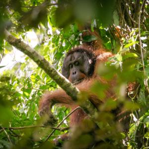 Flanged male orangutans recorded in the Bukit Piton Class 1 Forest Reserved.