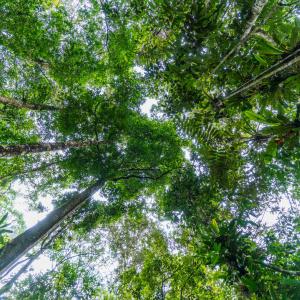 Amazon Forest , La Chorrera
