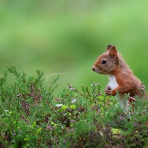 Red Squirrel in heather, September, Perthshire