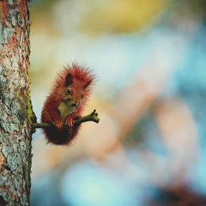 Red squirrel in Scotland on a tree