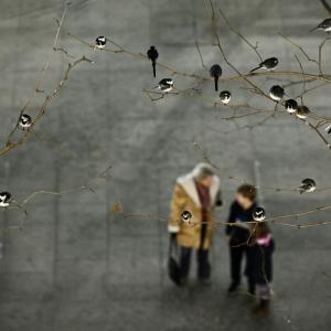 Roost of pied wagtails in trees outside terminal 5 Heathrow london