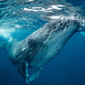 Humpback whale (Tonga)