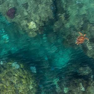 A green sea turtle (Chelonia mydas) cruises along the shallow coastal waters surrounding Yakuvewaswa Island.