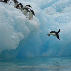 Adelie penguins (Pygoscelis adeliae) diving off iceberg, Antarctica, January