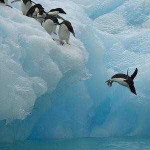 Adelie penguins (Pygoscelis adeliae) diving off iceberg, Antarctica, January - cropped