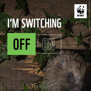 A hedgehog at night time peering through a hole in the base of a fence. Overlapping text reads, 'I'm switching off, #EarthHourScotland'
