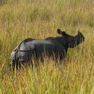 Greater one-horned rhinos released into Dudhwa Tiger Reserve