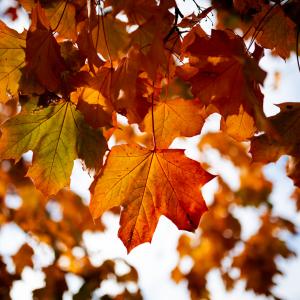 Autumn leaves at Alice Holt Forest, Hampshire. © Paul Rogers
