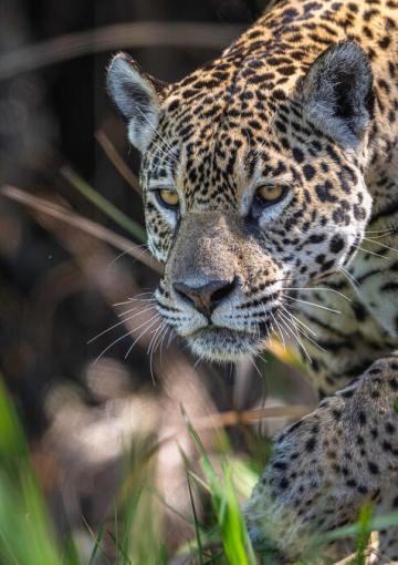Our projects | WWF