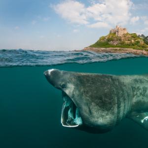 Basking shark off of the coast