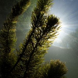 Underwater landscape showing aquatic plant life (Myriophyllum sp.) and the sunbeam through the clear water, River Itchen, Hampshire, UK. 