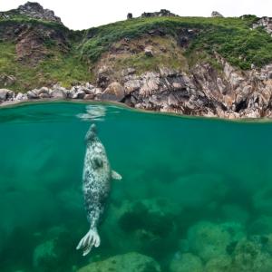 Atlantic grey seal (Halichoerus grypus) resting vertical beneath the surface, Lundy Island, Devon, UK.