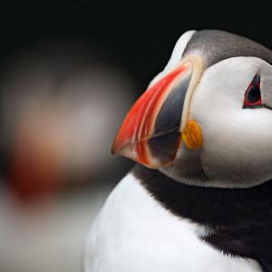 Atlantic puffin (Fratercula arctica)