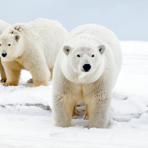 Polar bears