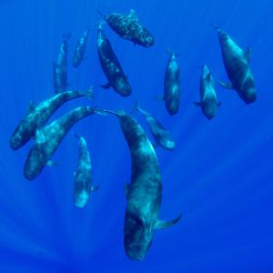 Acoustic monitoring underwater