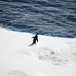 Adelie penguin standing on the edge of sea ice