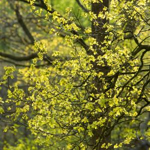 Oak tree branches