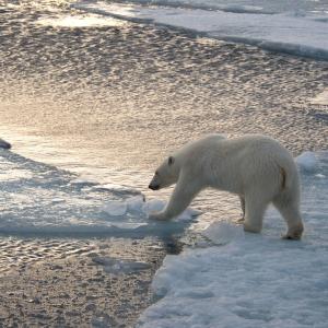 Polar bear crossing an ice floe