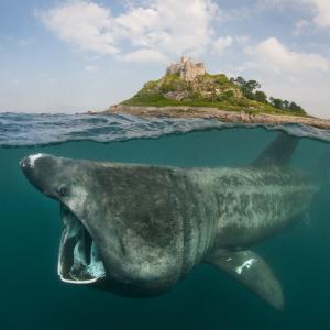 Basking sharks