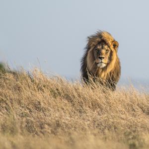 Lion (Panthera leo) on the Namiri Plains in the Serengeti, Tanzania