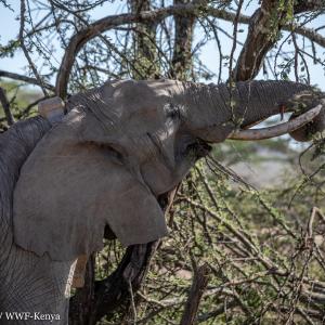 Chelsea - collared elephant