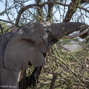 Chelsea - collared elephant