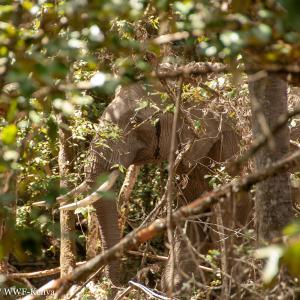 Ivy - collared elephant