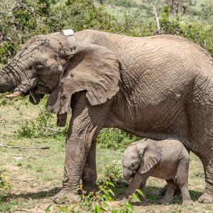 Namunyak with calf