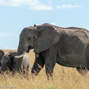 Tressa - collared elephant