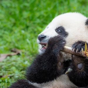 Giant panda eating bamboo